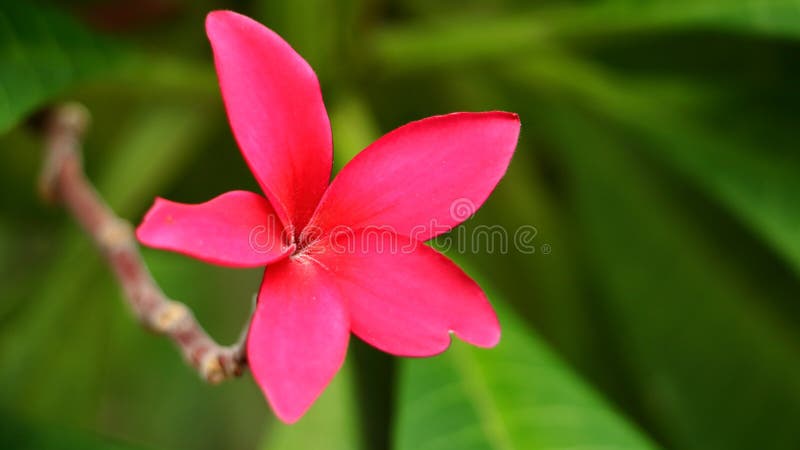 Flor cor-de-rosa do Plumeria que floresce no ramo da árvore no parque Flor do Frangipani imagem de stock Flor cor-de-rosa do Plumeria que floresce no ramo da árvore no parque Flor do Frangipani imagem de stock