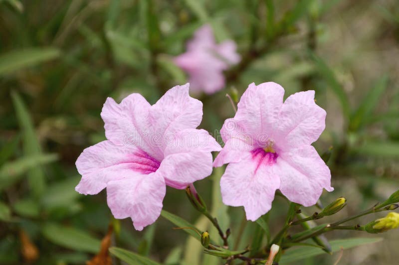 Flor cor-de-rosa do tuberosa do ruellia no jardim da natureza imagem de stock Flor cor-de-rosa do tuberosa do ruellia no jardim da natureza imagem de stock