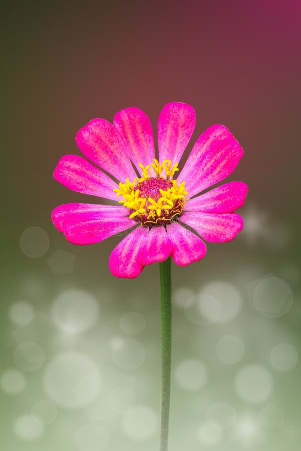 Flor cor-de-rosa do Zinnia fotografia de stock Flor cor-de-rosa do Zinnia fotografia de stock