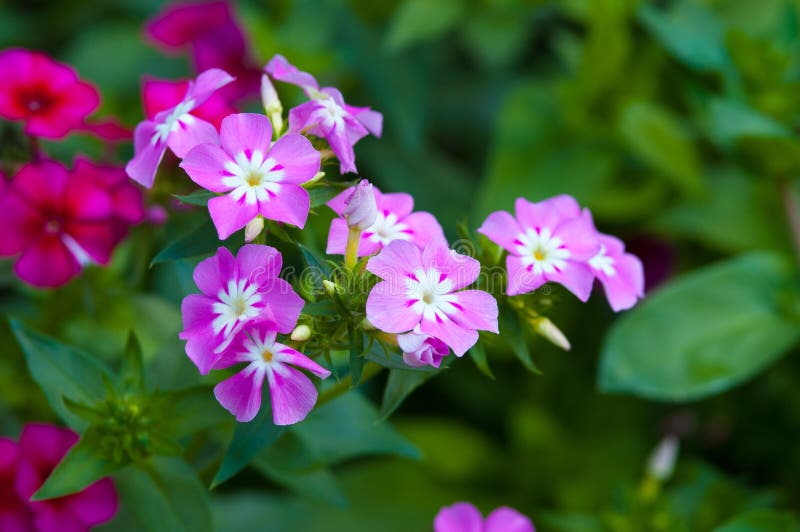 Flor doce rosa dianthus imagens de stock royalty free
