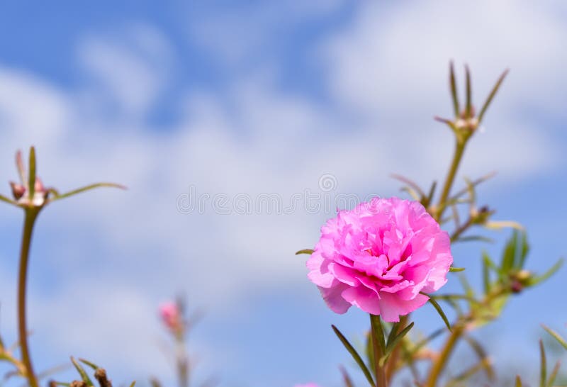 Flor cor-de-rosa e céu azul fotografia de stock royalty free Flor cor-de-rosa e céu azul fotografia de stock royalty free