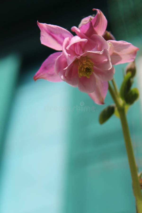 Flor cor-de-rosa em um jardim rústico Florescência do verão A flor floresceu imagens de stock Flor cor-de-rosa em um jardim rústico Florescência do verão A flor floresceu imagens de stock