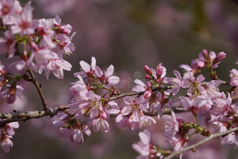 Flor cor-de-rosa macia da flor de sakura em Dalat, montanhas centrais de Vietnam foto de stock Flor cor-de-rosa macia da flor de sakura em Dalat, montanhas centrais de Vietnam foto de stock