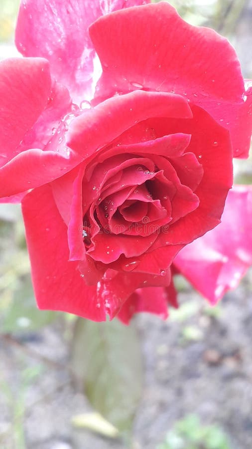 Flor Cor-de-rosa Vermelha, Flor Bonita, Flor Cor-de-rosa, Imagem Natural Da  Flor Foto de Stock - Imagem de imagem, vermelho: 130853848