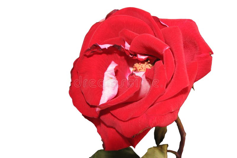 Flor cor-de-rosa vermelha brilhante luxúria isolada no fundo branco imagem de stock royalty free Flor cor-de-rosa vermelha brilhante luxúria isolada no fundo branco imagem de stock royalty free