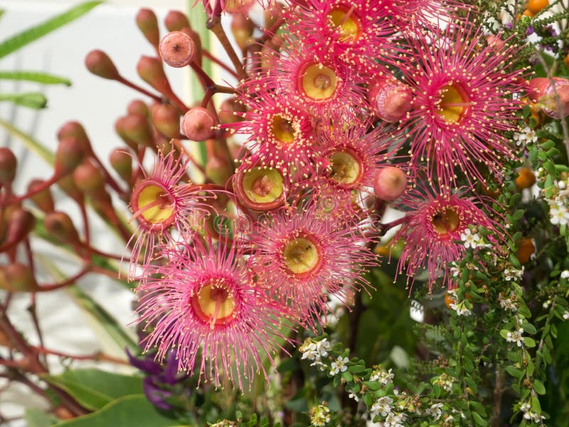 A flor cor-de-rosa vermelha peludo bonita ?do ficifolia de Corymbia ?em uma esta??o de mola em um jardim bot?nico imagens de stock A flor cor-de-rosa vermelha peludo bonita ?do ficifolia de Corymbia ?em uma esta??o de mola em um jardim bot?nico imagens de stock