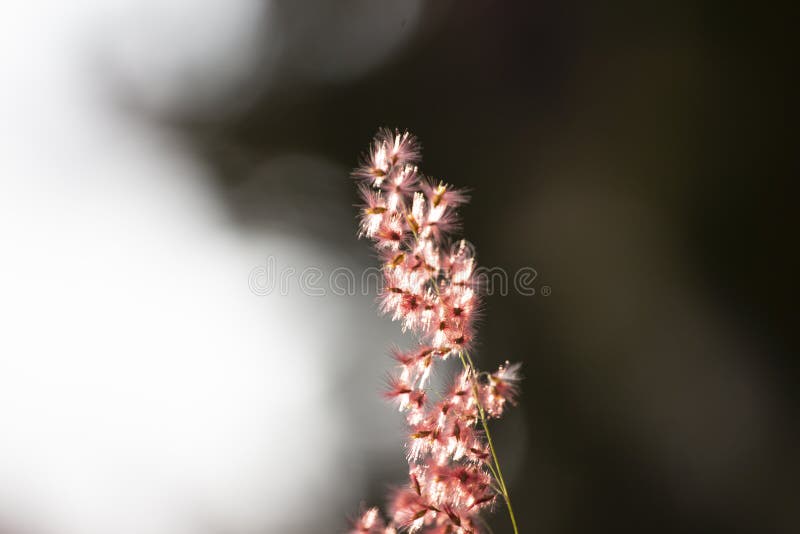 Flor césped borrosa fondo bokeh vintage. Flor de hierba con enfoque suave y borrosa con estilo vintagen para fondo
