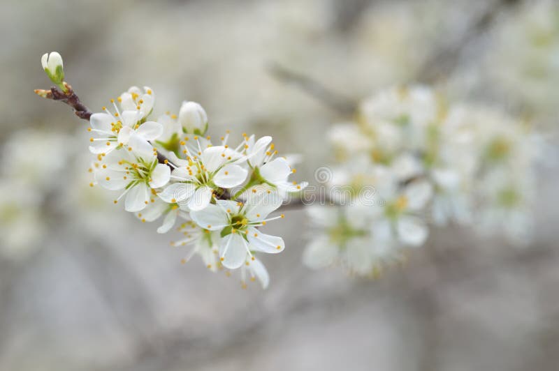 Flor da ameixoeira-brava (spinosa do Prunus). Ramifique com flores brancas