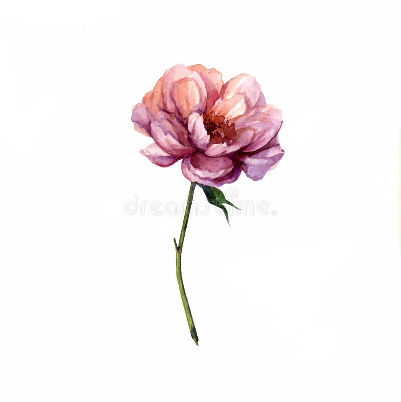 Flor da aquarela no fundo branco para o logotipo ilustração stock Flor da aquarela no fundo branco para o logotipo ilustração stock