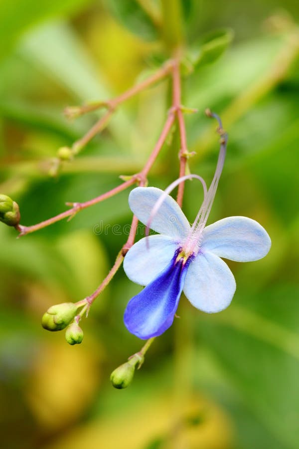 Flor da borboleta azul 2 imagem de stock. Imagem de flor - 233366645