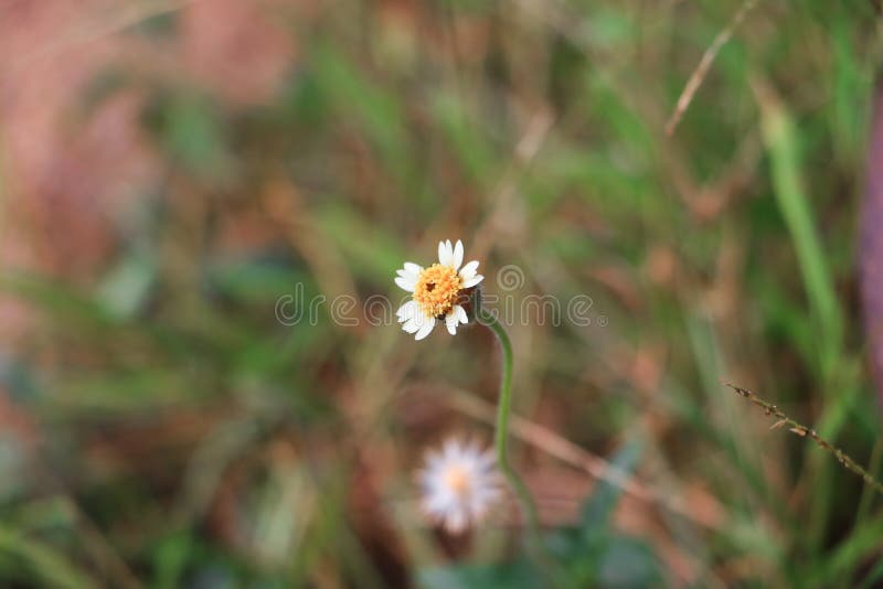 Flor da flor branca pequena na árvore foto de stock Flor da flor branca pequena na árvore foto de stock