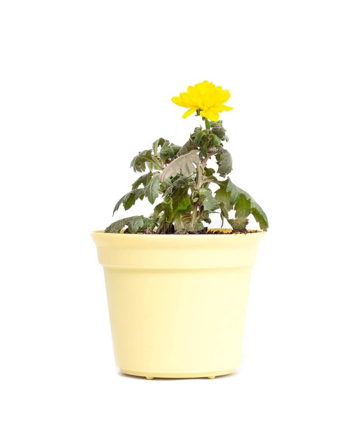 Flor da casa no crisântemo amarelo de florescência novo em um fundo branco, isolado do potenciômetro imagem de stock royalty free Flor da casa no crisântemo amarelo de florescência novo em um fundo branco, isolado do potenciômetro imagem de stock royalty free