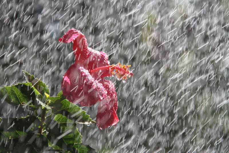 Rain flower, hibiscus flower during sun shower, rain drops on flower petals during a storm ad interest to flower photos. Rain flower, hibiscus flower during sun shower, rain drops on flower petals during a storm ad interest to flower photos.