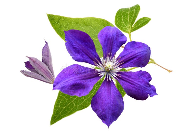 Flor da clematite foto de stock royalty free Flor da clematite foto de stock royalty free