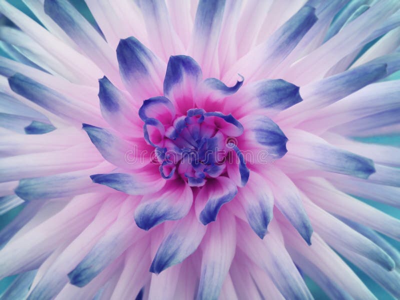 Flor Da Dália Branco-cor-de-rosa-azul Raios Coloridos Pétalas Closeup Dália  Bonita Na Flor Para O Projeto Imagem de Stock - Imagem de beleza, flora:  81720187