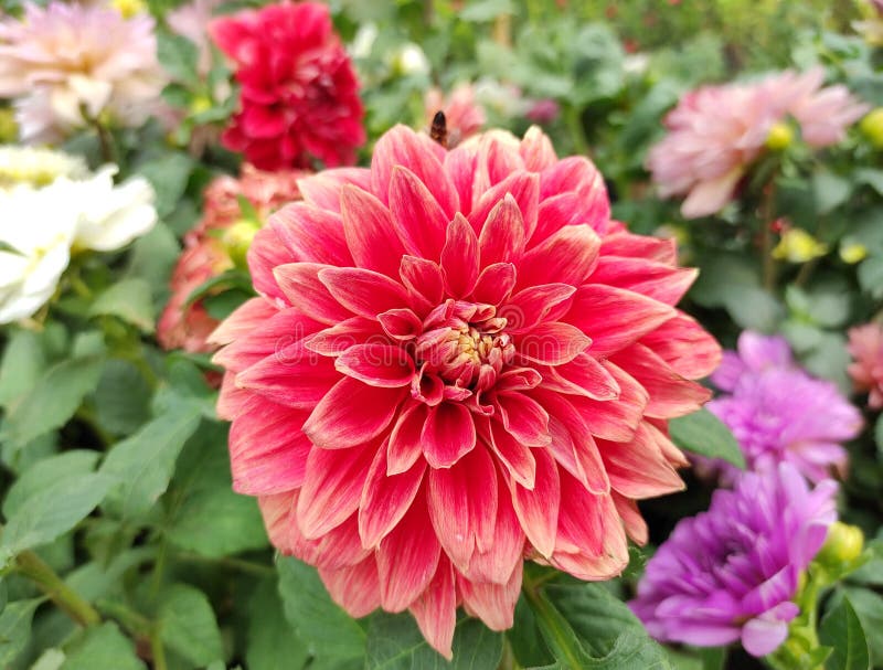 Flor Da Dália Rosa-índia No Jardim Imagem de Stock - Imagem de vermelho,  margarida: 214304285