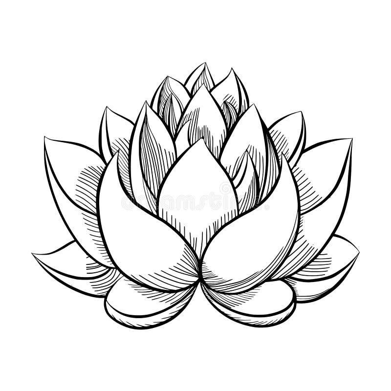 Resultado de imagem para flor de lotus