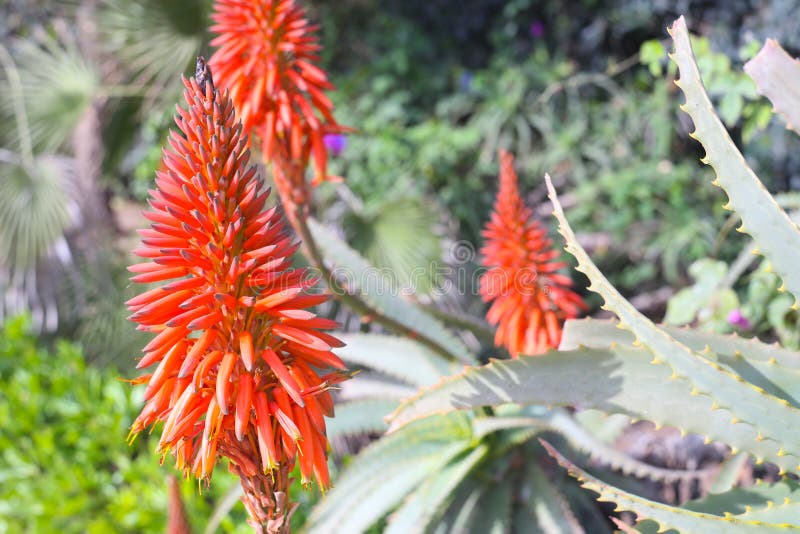 Flor da flor da planta de vera do aloés foto de stock Flor da flor da planta de vera do aloés foto de stock