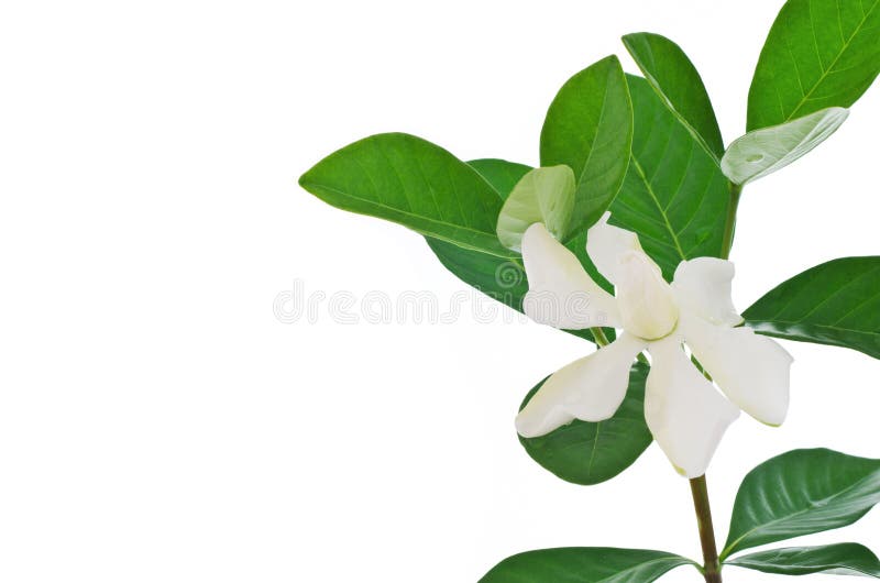 Flor Da Gardênia Ou Jasmim De Cabo Branco (jasminoides Da Gardênia) Imagem  de Stock - Imagem de capa, fundo: 42028393