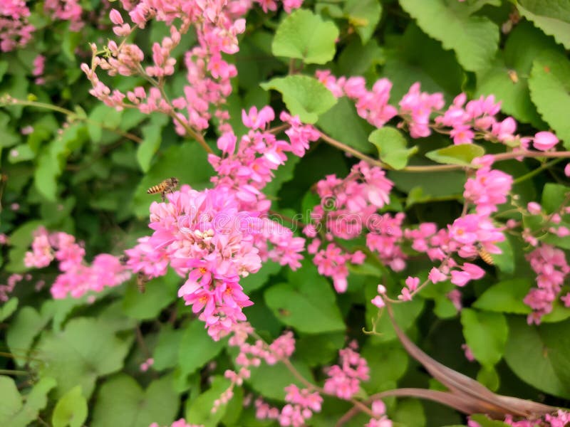 The bridal tear flower is a liana vine. The stem of the antigonon is ribbed with a length of about 3-6 cm per rib. The stem has fine hairs and bulging rib segments. The bridal tear flower is a liana vine. The stem of the antigonon is ribbed with a length of about 3-6 cm per rib. The stem has fine hairs and bulging rib segments