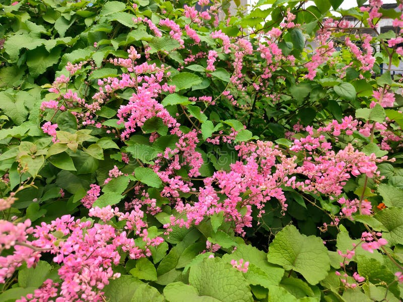 The bridal tear flower is a liana vine. The stem of the antigonon is ribbed with a length of about 3-6 cm per rib. The stem has fine hairs and bulging rib segments. The bridal tear flower is a liana vine. The stem of the antigonon is ribbed with a length of about 3-6 cm per rib. The stem has fine hairs and bulging rib segments