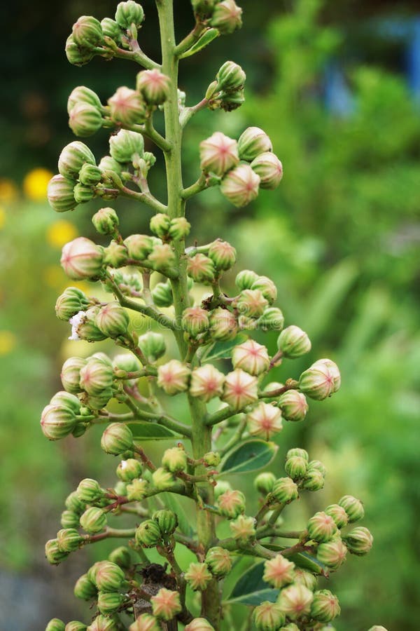 Flor Da Murta De Crepe Do Botao Imagem De Stock Imagem De Petala Crepe 105469561