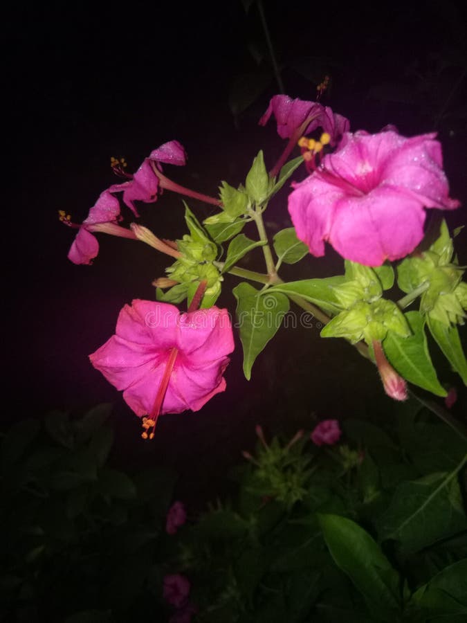 Flor da estrela de noite foto de stock. Imagem de estrela - 98638698