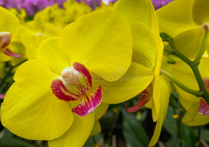 A Flor Da Orquídea Amarela Que Floresce é Muito Bonita Imagem de Stock -  Imagem de amarelo, flor: 227008315