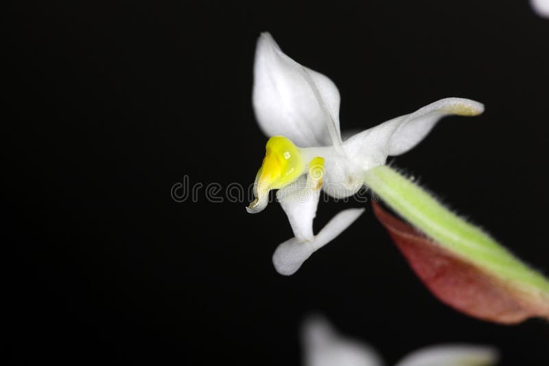 A Flor Da Orquídea Ludisia Descolora-se Foto de Stock - Imagem de campo,  exterior: 78898302