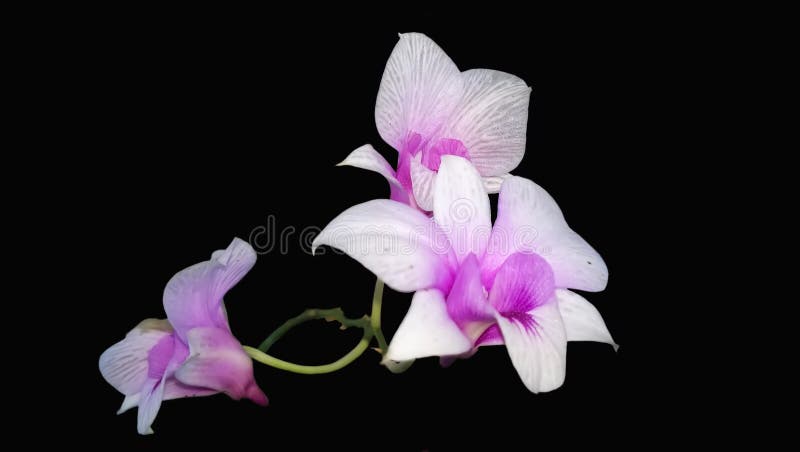 Flor da orquídea de Tailândia isolada no fundo preto foto de stock royalty free Flor da orquídea de Tailândia isolada no fundo preto foto de stock royalty free