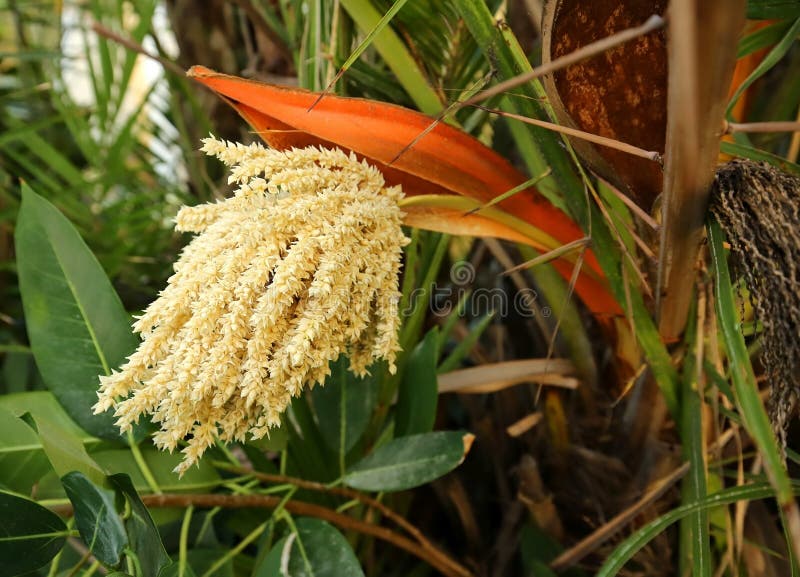 Phoenix roebelenii aka the Pygmy Date Palm send out a cream colored flower clusters emerging from their orange bracts. Phoenix roebelenii aka the Pygmy Date Palm send out a cream colored flower clusters emerging from their orange bracts.