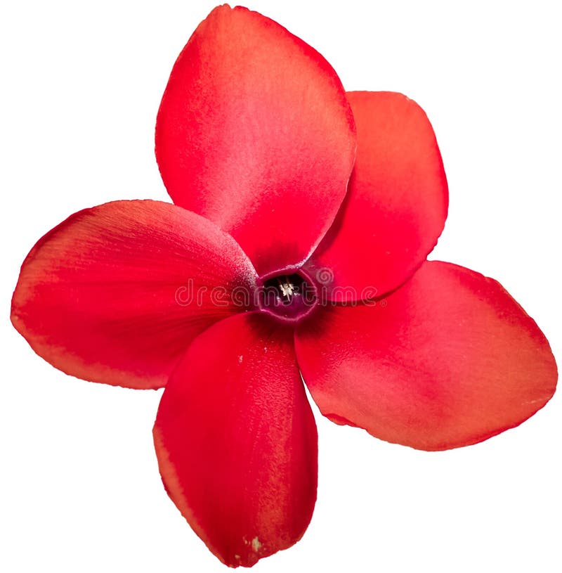 Flor Da Planta Ciclame Floresce Em Grande Cor Vermelha. Vista Frontal.  Arquivo Png Adicional Incluído Imagem de Stock - Imagem de altamente,  vermelho: 175136923