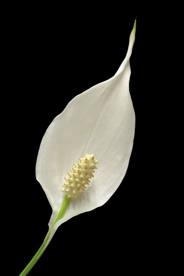 Flor Da Planta Do Lírio De Paz Imagem de Stock - Imagem de fundo, floral:  87901461