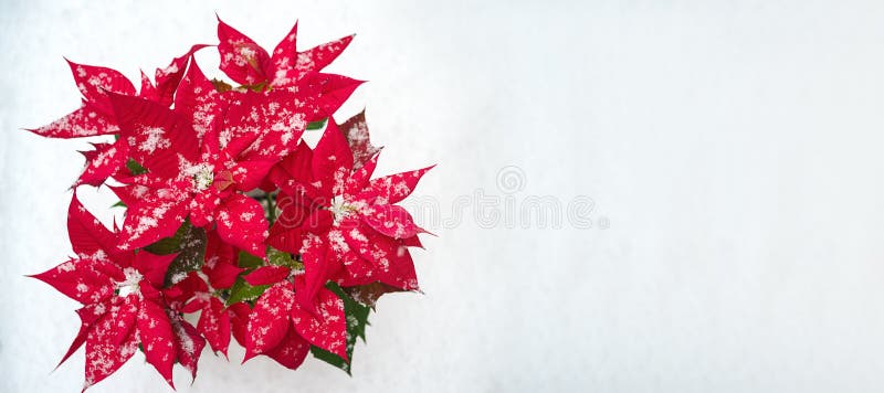 Flor da poinsétia do Natal: pétalas vermelhas e flocos de neve de queda no fundo branco da neve Feliz Natal e ano novo feliz imagem de stock Flor da poinsétia do Natal: pétalas vermelhas e flocos de neve de queda no fundo branco da neve Feliz Natal e ano novo feliz imagem de stock