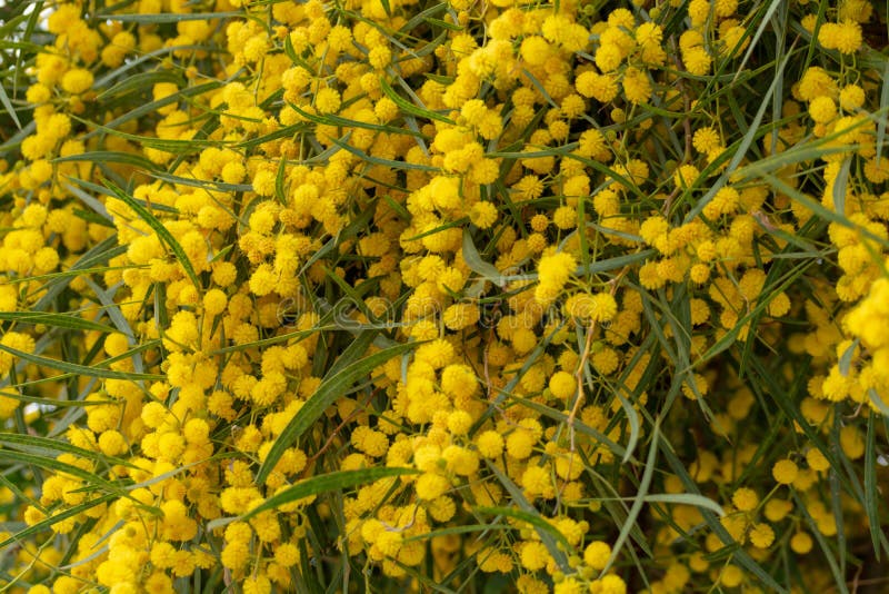 Flor Da Primavera De Acacia Dealbata Ou Mimosa Amarela Na Grécia Imagem de  Stock - Imagem de flora, filial: 167742285