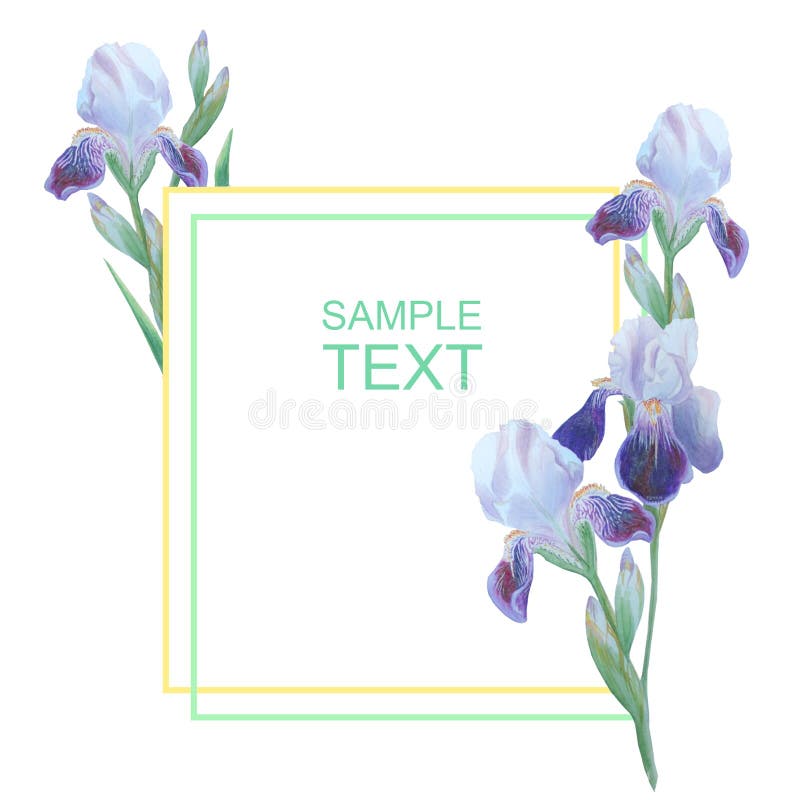 Flor da ?ris isolada no branco Ilustração botânica para seus convite e felicitações ilustração do vetor Flor da ?ris isolada no branco Ilustração botânica para seus convite e felicitações ilustração do vetor