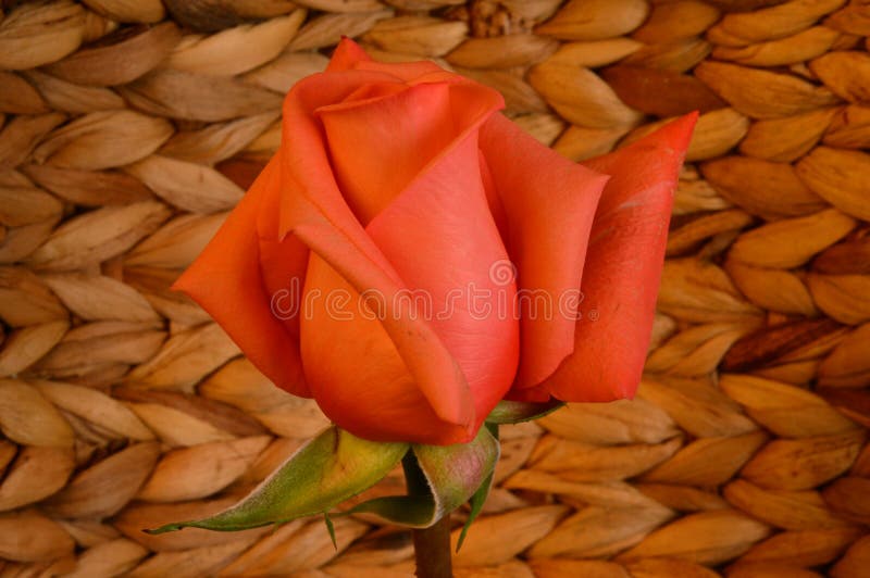 Flor da rosa cor-de-rosa no fundo da tecelagem dos galhos de planeamento de madeira imagens de stock Flor da rosa cor-de-rosa no fundo da tecelagem dos galhos de planeamento de madeira imagens de stock