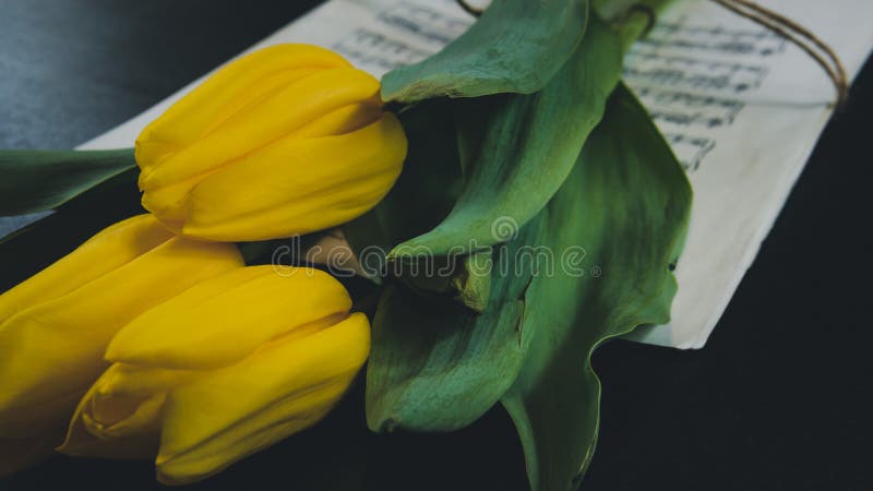 Flor da tulipa em uma folha de notas musicais velhas no fundo do dlack foto de stock Flor da tulipa em uma folha de notas musicais velhas no fundo do dlack foto de stock