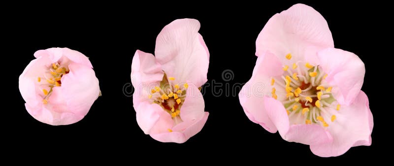 Flor da árvore de amêndoa isolada fotografia de stock royalty free Flor da árvore de amêndoa isolada fotografia de stock royalty free