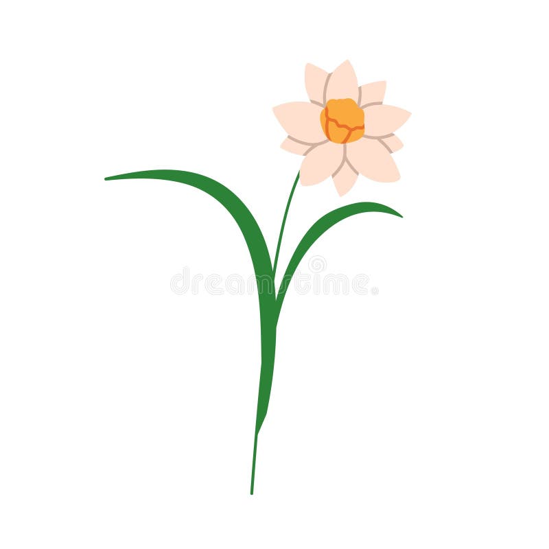 Flor daffodil. floreciente narciso jardín planta decoración de verano. flor con tallo de pétalos suaves. floral natural libre illustration