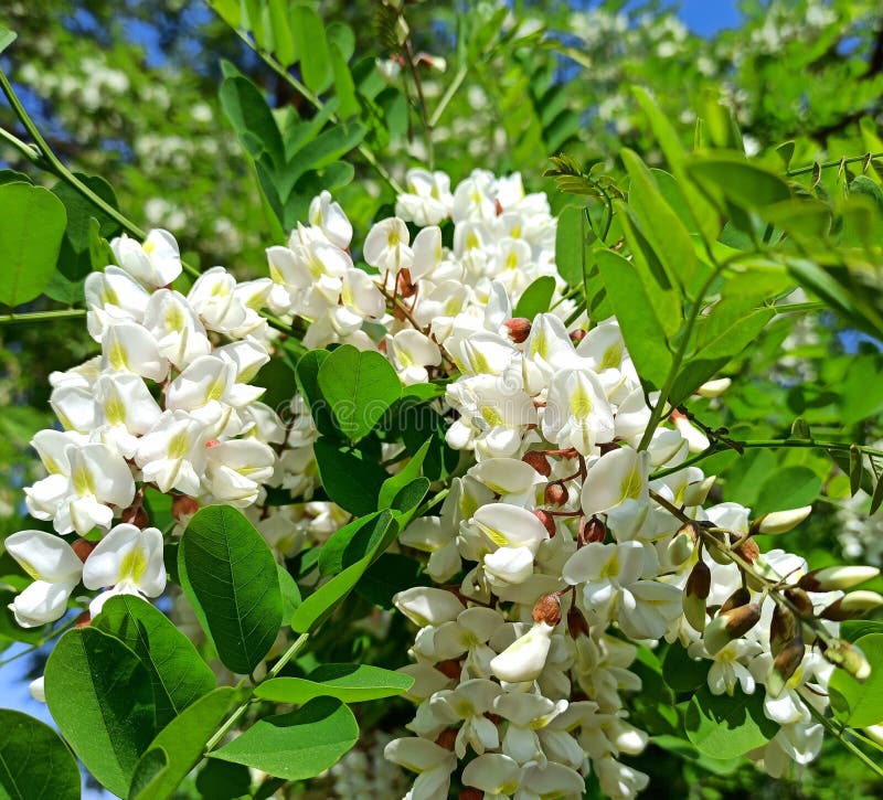 Flor De Acacia Blanca Y árbol De Langosta Negro Imagen de archivo - Imagen  de verde, hierba: 182538429