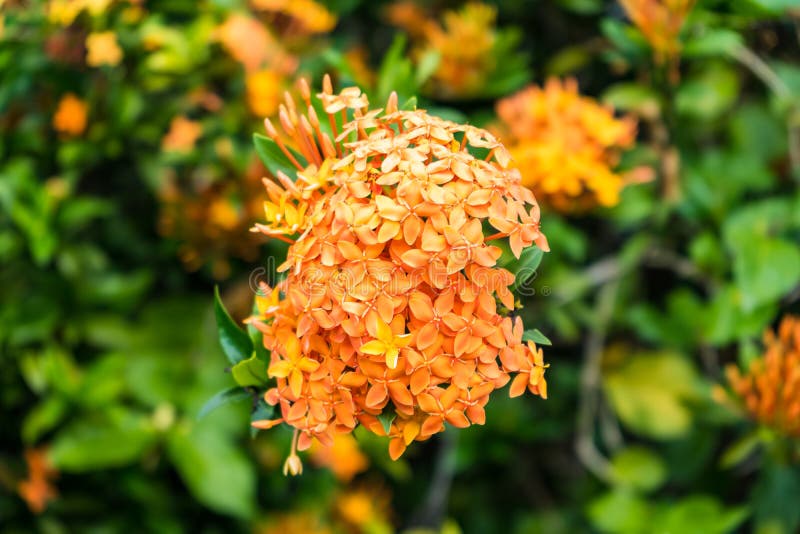 Flor De Agulha De Laranja No Jardim Imagem de Stock - Imagem de horizontal,  florescer: 220967215