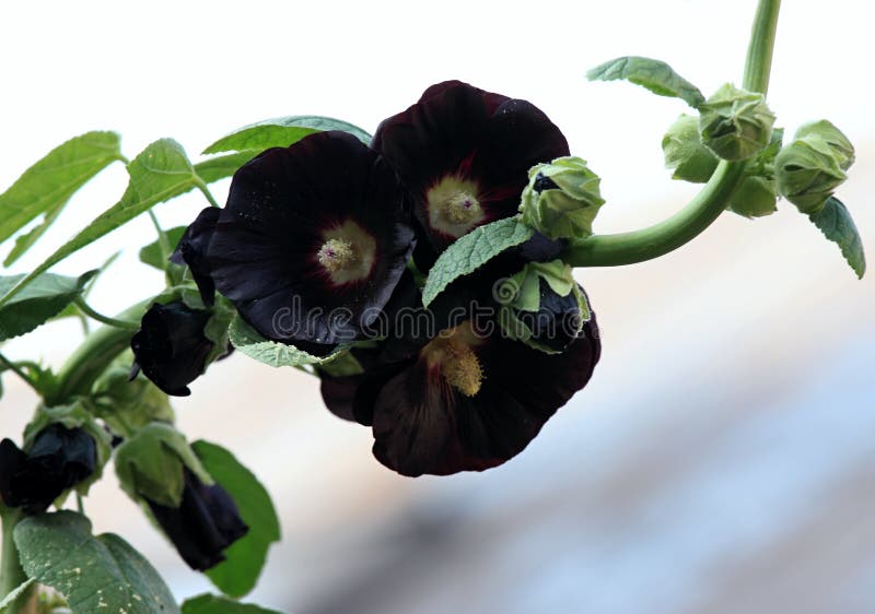 Flor De Alcea Rosea Nigra Conocida Como Hollyhock Negro Utilizado Como  Hierba Medicinal. Foto de archivo - Imagen de medicinal, fondo: 226280854