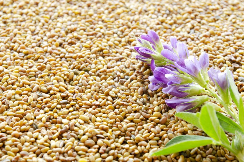 Flor De Alfalfa Azul Con Semillas Como Fondo Medicago Sativa Semillas De Alfalfa Y Flores De Alfalfa Frescas Alfalfa Azul Imagen de archivo - Imagen de herbario, primer: 197369351 Flor De Alfalfa Azul Con Semillas Como Fondo Medicago Sativa Semillas De Alfalfa Y Flores De Alfalfa Frescas Alfalfa Azul Imagen de archivo - Imagen de herbario, primer: 197369351