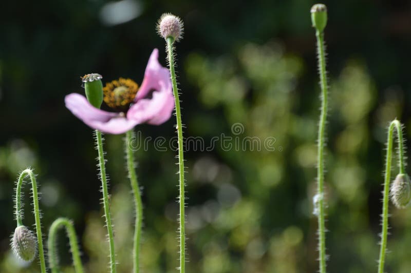 Macro shot of Poppy flower known as Breadseed Poppy and Opium Poppy
Various stems of poppies in different stages of life. Blurred grass background. Concept of flora and nature. Macro shot of Poppy flower known as Breadseed Poppy and Opium Poppy
Various stems of poppies in different stages of life. Blurred grass background. Concept of flora and nature.