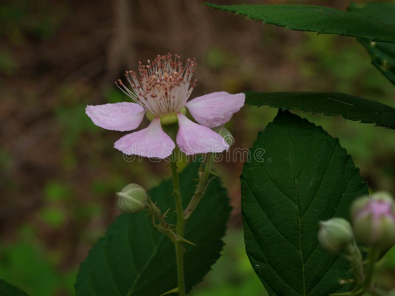 Flor de amora silvestre do Himalaia silvestre fecha imagem de stock Flor de amora silvestre do Himalaia silvestre fecha imagem de stock