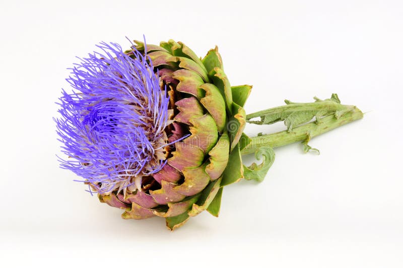 Flor de Artichoke foto de stock royalty free
