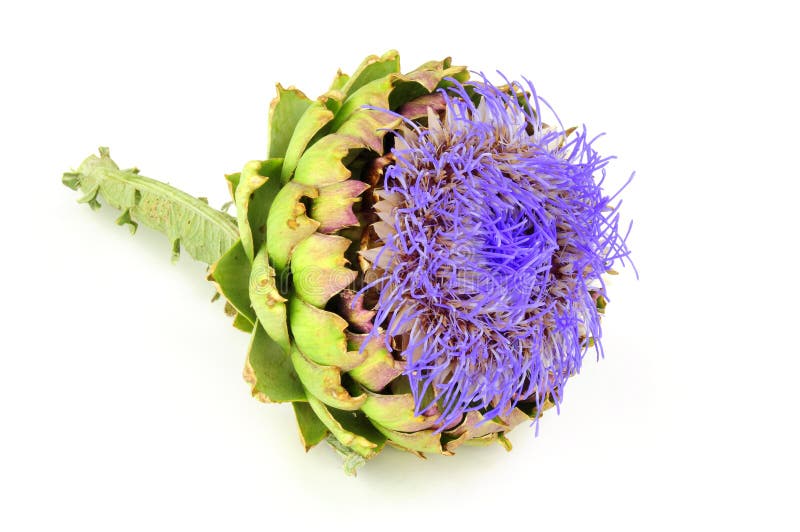Flor de Artichoke imagens de stock