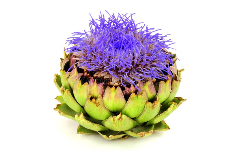 Flor de Artichoke foto de stock