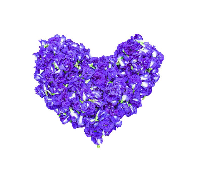 Flor de arveja de mariposa azul o clitoria ternatea en patrones en forma de corazón aislados en el camino de recorte de fondo blan foto de archivo libre de regalías